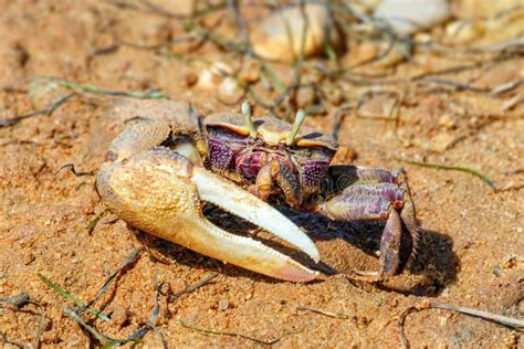  Fiddler Crab -  Korkeasta Kuorestaan Tunnettu, Mutta Miten Se Kävelee Selkeästi Siivettä Väistäen?