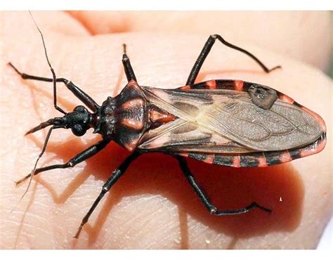  Kissing Bug:  A Tiny Bloodsucker With a Big Impact on Public Health?