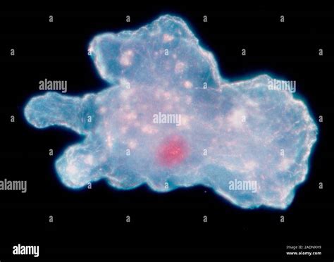  Proteus! A Single-Celled Wonder with an Incredible Ability to Shape-Shift