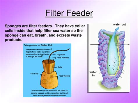   Queensland Sponge: A Remarkable Aquatic Filter Feeder That Defies Expectations!