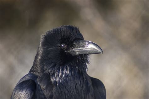  Ravens: Evoke Mystery and Possess an Unrivaled Intelligence!