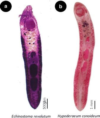  Echinostoma revolutum: Parasiittipuskuja täynnä taivaallisia matkoja!