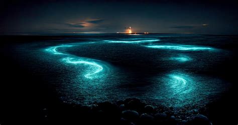 Eleutherozoa - Tunnetko meren syvimpiä salaisuuksia ja hohtavia bioluminesenssi-ilmiöitä?!