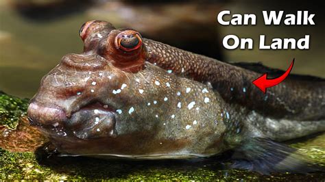  Mudskipper: A Fish That Walks on Land - Exploring This Amphibious Marvel!