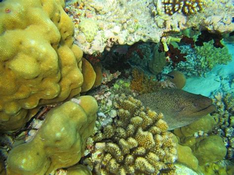  Nicethiamine! A Filter Feeder Found Hiding Amongst Coral Reefs