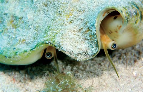  Queen Conch: Kuoriutuu upeista koralleista ja kiehuu hidastempoisessa merieläimissä!