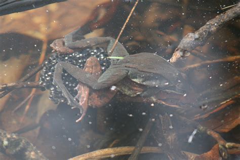  Vedenalainen salaperäinen Wood Frog!