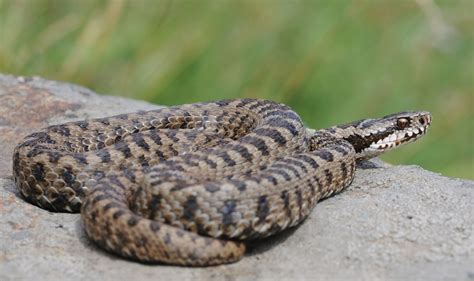   Vipera Trematoda: Kiertelevät loiskyjä vai herkkäsydämisiä paraasitteja?